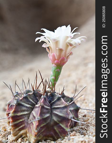 Cactus flower on sand bed