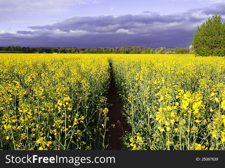 Canola field, summer rape. Landscape