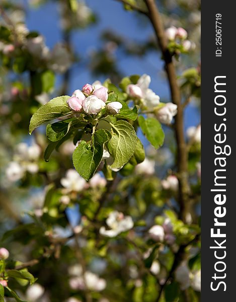 Blooming apple tree, nature theme shot