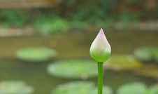 Pink Lotus Bud Stock Image Pink Lotus Bud Stock Image