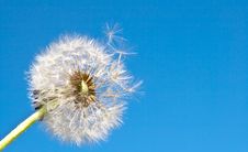 Dandelion. Stock Images Dandelion. Stock Images