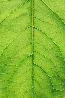Green Leaf Closeup Royalty Free Stock Image
