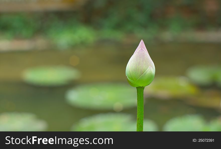Pink Lotus bud