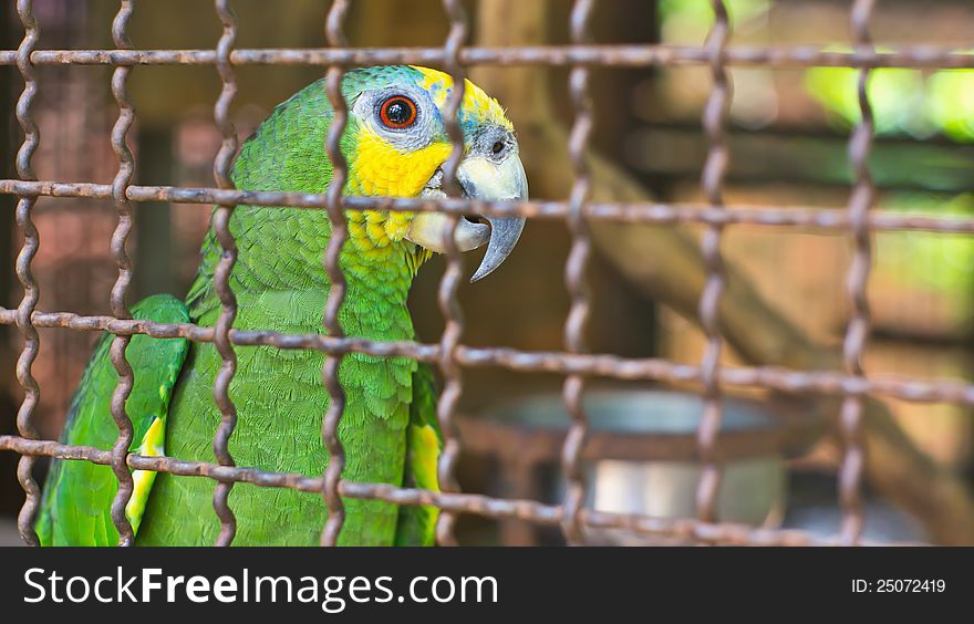 Green parrot in a cage.