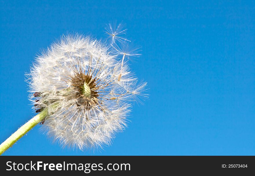 The wind blows away the petals of a dandelion on the background of the blue sky. The wind blows away the petals of a dandelion on the background of the blue sky.