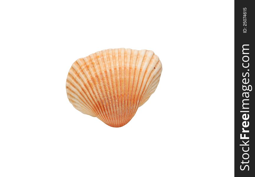 Beauty conch shell on white background. Clipping path is included. Beauty conch shell on white background. Clipping path is included