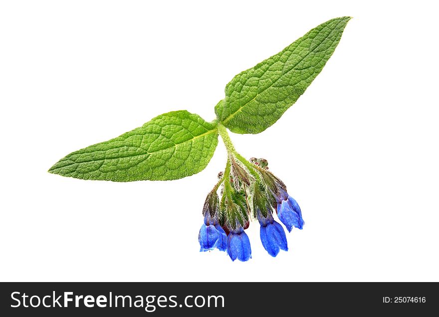 Beauty blue wild flower with green leaves on white background