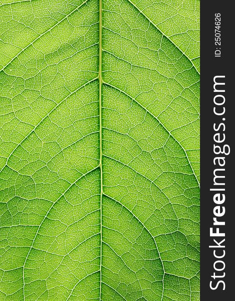 Extreme closeup of freshness green leaf. High quality full frame. Good background. Extreme closeup of freshness green leaf. High quality full frame. Good background