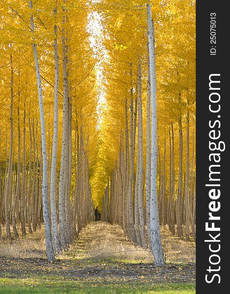 Planned Planting Of Aspen Trees In A Row Autumn