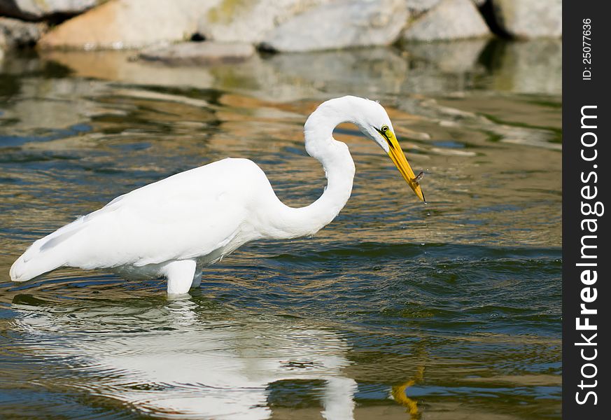 Great white egret fishing in lake with fish in beak. Great white egret fishing in lake with fish in beak