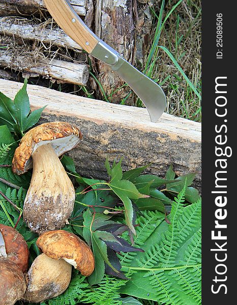 Healthy brown boletus with green leaves and mushroom knife. Healthy brown boletus with green leaves and mushroom knife.