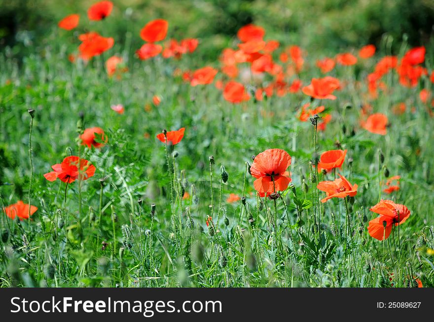 Red poppies in the spring with blurred flowers in the background