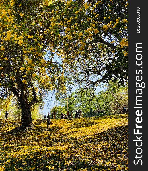 Yellow Flower Tree , Peradeniya University Sri Lanka