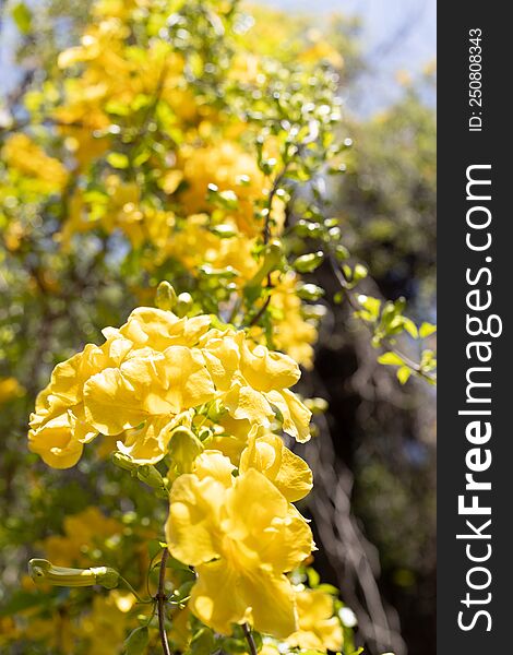 Yellow Flower Tree , Peradeniya University Sri Lanka