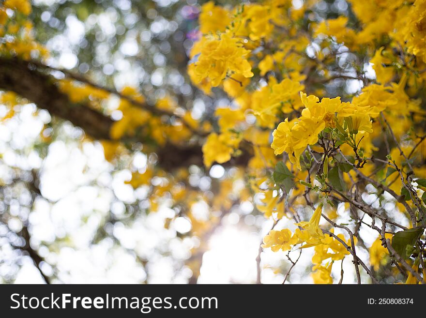 Yellow Flower Tree , Peradeniya University Sri Lanka