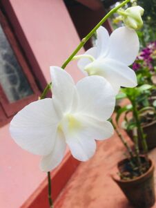 Nature S Beauty Tour - The Beauty Of Sri Lanka - The Orchid Stock Photography Nature S Beauty Tour - The Beauty Of Sri Lanka - The Orchid Stock Photography