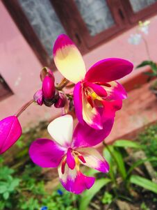 Nature S Beauty Tour - The Beauty Of Sri Lanka - The Orchid Stock Image Nature S Beauty Tour - The Beauty Of Sri Lanka - The Orchid Stock Image
