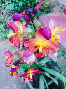 Nature S Beauty Tour - The Beauty Of Sri Lanka - The Orchid Stock Photos