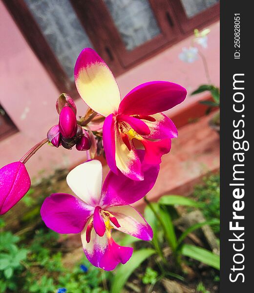 Nature s Beauty Tour - The Beauty of Sri Lanka - The Orchid
