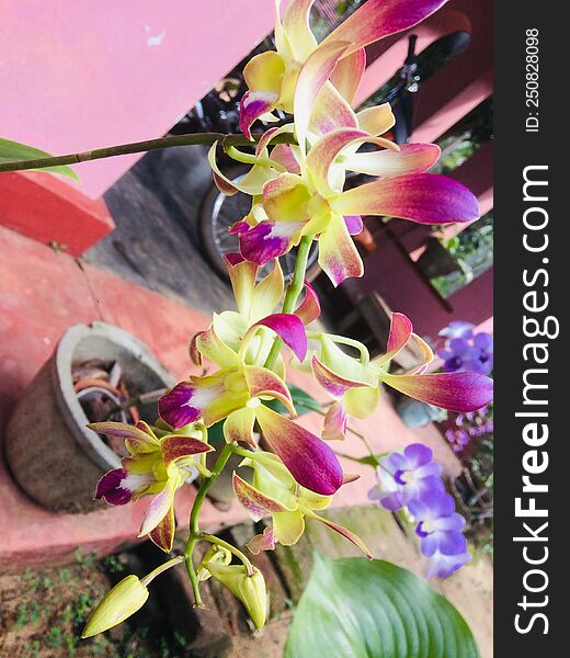 Nature s Beauty Tour - The Beauty of Sri Lanka - The Orchid