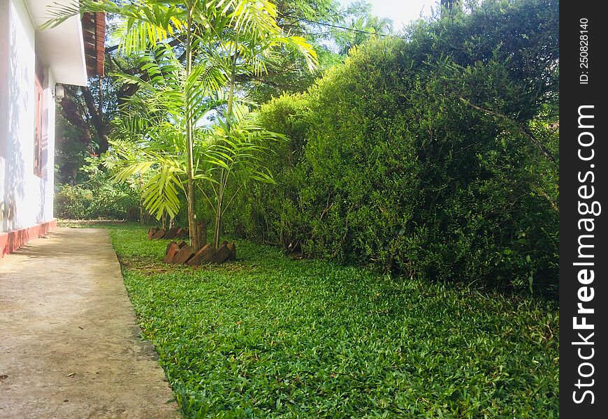 Sri Lankan mini home garden. Sri Lankan mini home garden.