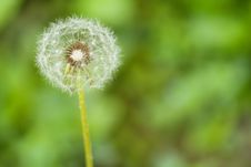 Dandelion Flower On A Green Background Stock Photos Dandelion Flower On A Green Background Stock Photos