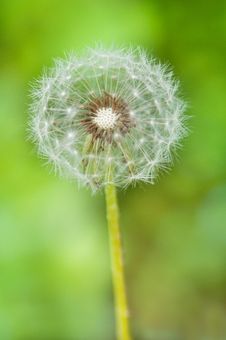 Dandelion Flower On A Green Background Royalty Free Stock Images Dandelion Flower On A Green Background Royalty Free Stock Images