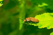 Snapping Beetle Royalty Free Stock Photography