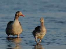 Baby Goose With Mother Goose Royalty Free Stock Photos