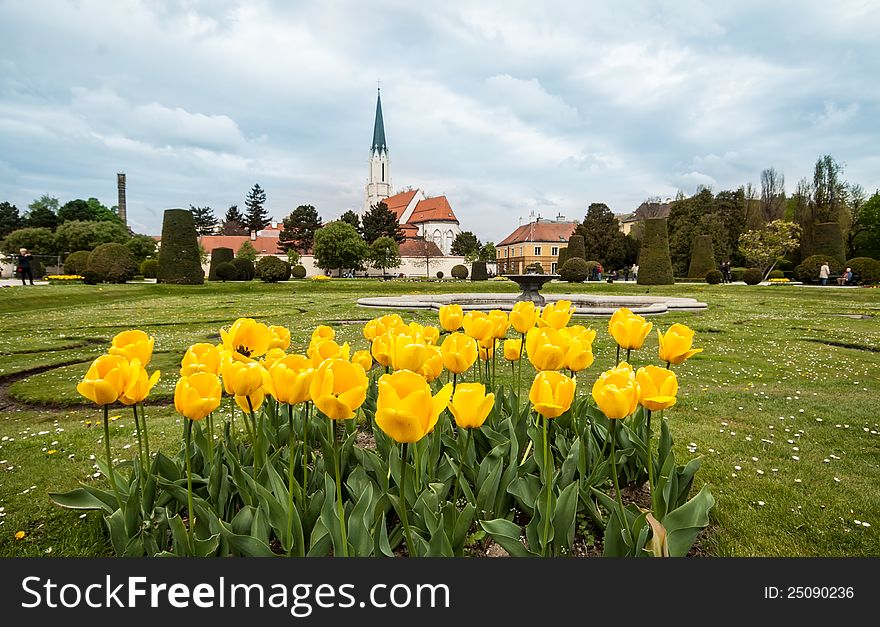 Tulips in park near   Schoenbrunn Palace, Vienna, Austria. Tulips in park near   Schoenbrunn Palace, Vienna, Austria