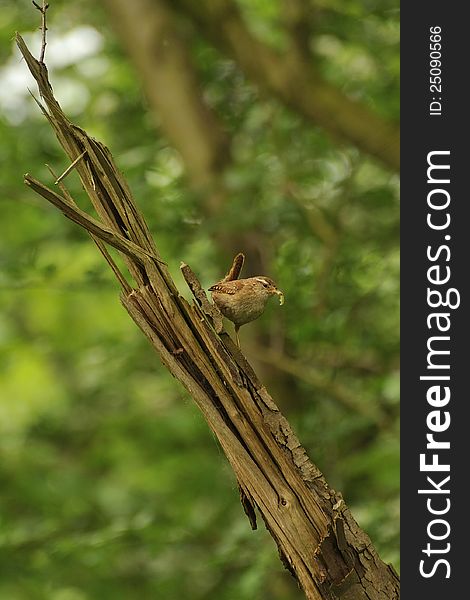 A parent Wren, with caterpillar in beak, foraging for food, for fledged young. A parent Wren, with caterpillar in beak, foraging for food, for fledged young.