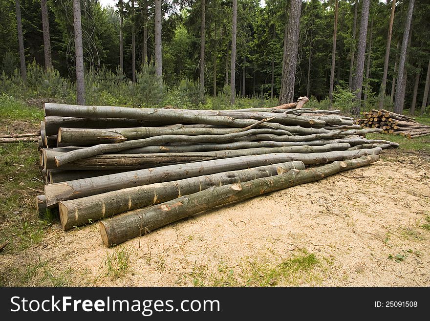 Cut tree trunks lodged with the forest. Cut tree trunks lodged with the forest