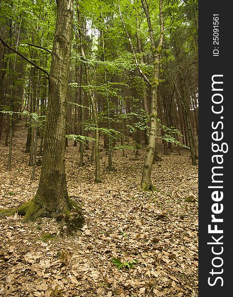 Forest with brown leaves on the ground and in the trees green. Forest with brown leaves on the ground and in the trees green