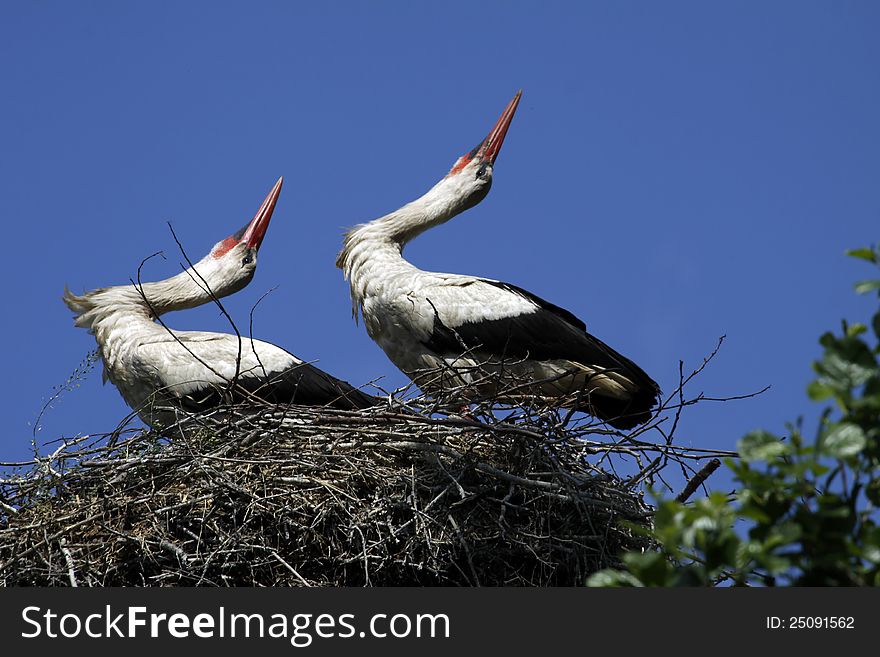 Pair of storks in the nest