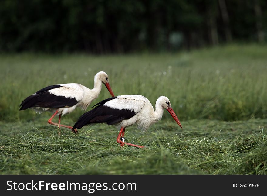 Two storks walking about the meadow. Two storks walking about the meadow