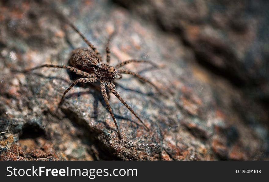 A macro shot of a small spider on a rock.  Alternate version. A macro shot of a small spider on a rock.  Alternate version.