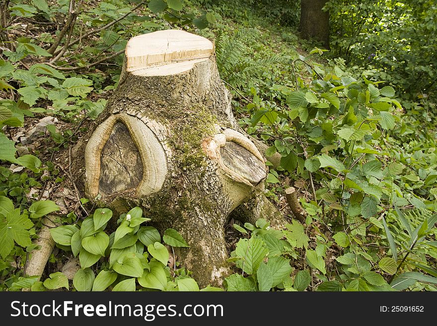 Stump in green vegetation in the forest. Stump in green vegetation in the forest