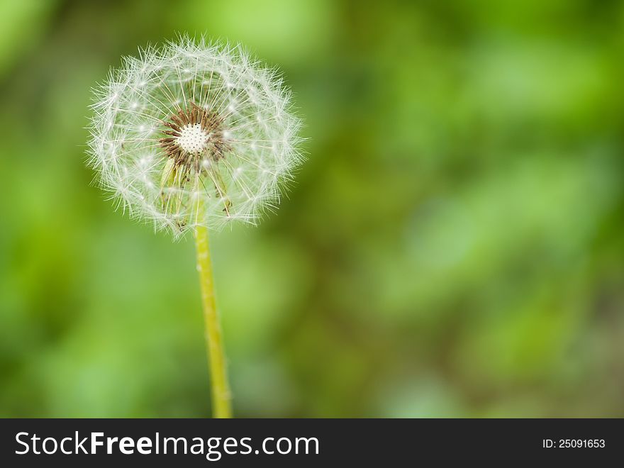 Dandelion flower white on a green background