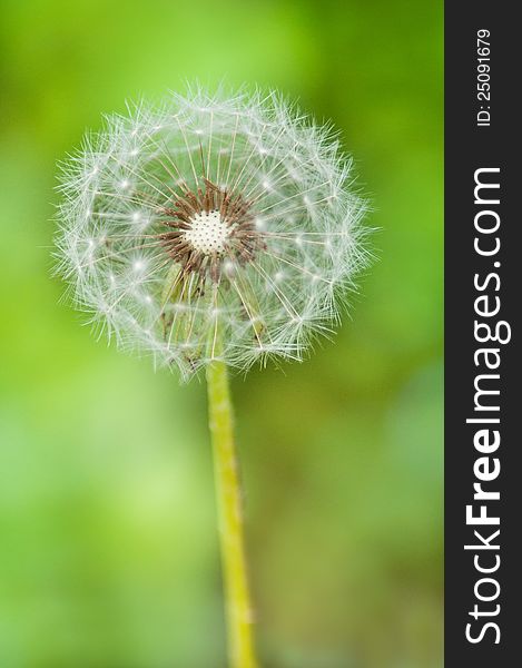 Dandelion flower on a green background