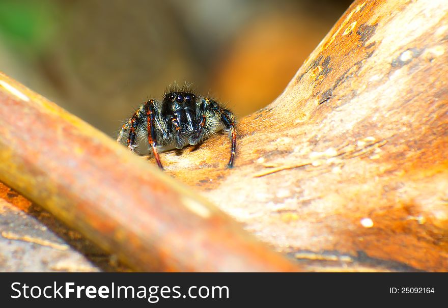 Jumping spider close-up