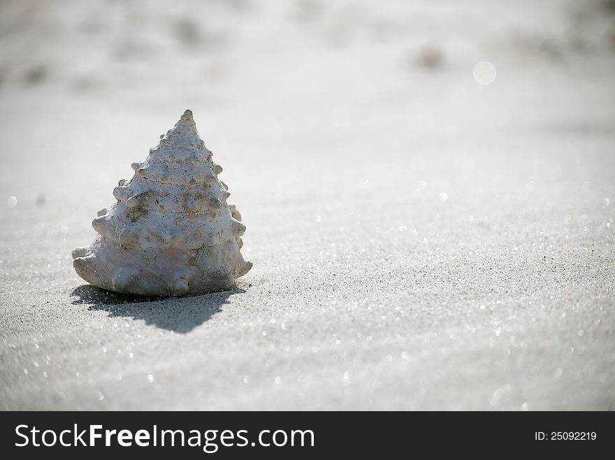 Seashell On Beach