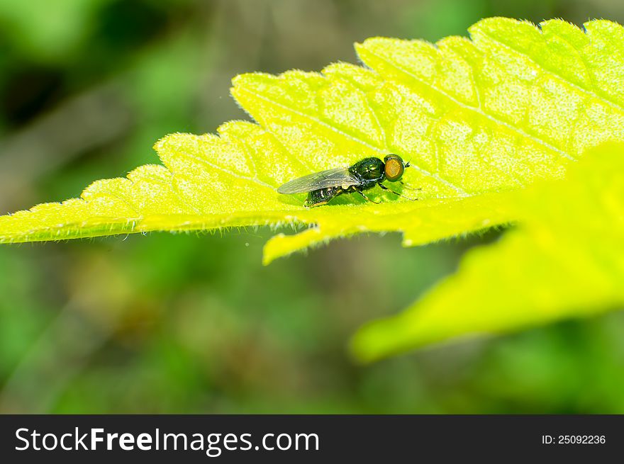 Fly in on a leaf.