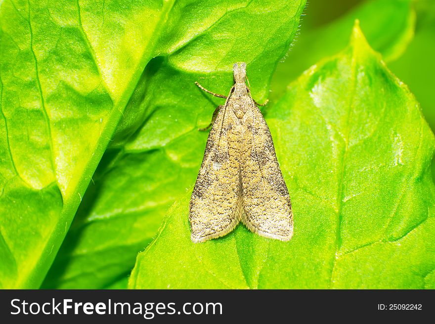 A moth to stay in the green leaves.