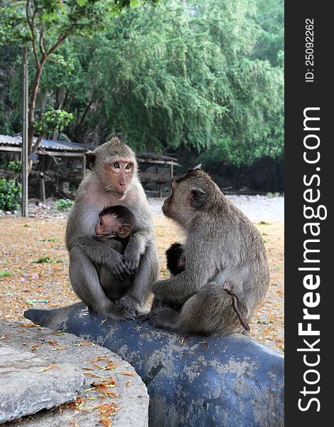 Monkeys mothers feed the cubs