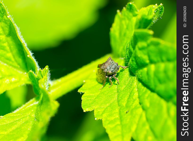 The Leafhopper head and eye close-up. It is only about 0.6cm long. The Leafhopper head and eye close-up. It is only about 0.6cm long.