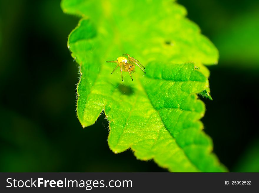 Crab spider and spider web on a leaf. Crab spider and spider web on a leaf.