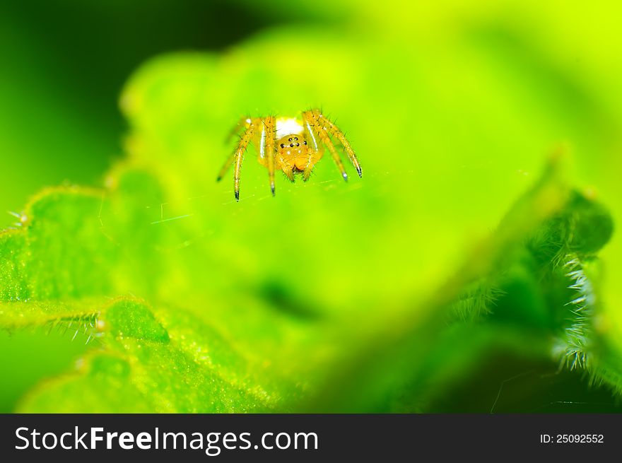 Spider resting on its spider web. Spider resting on its spider web.