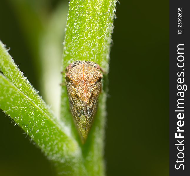 Leafhopper perched on a plant leaf closeup