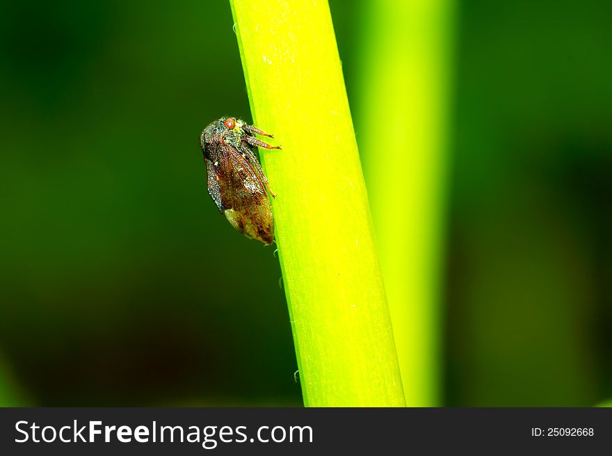 Leafhopper perched on a plant leaf closeup