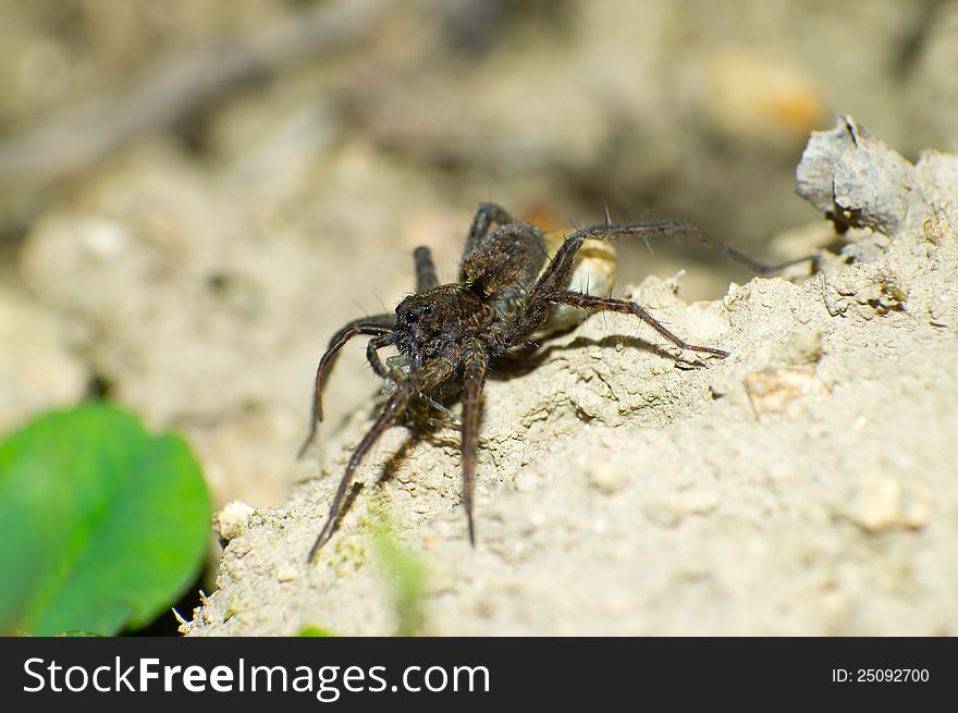The tarantula capture to a small spider. The tarantula capture to a small spider